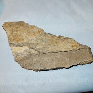 Brilliant Alabama Petrified Wood With Smoky Quartz Slab
